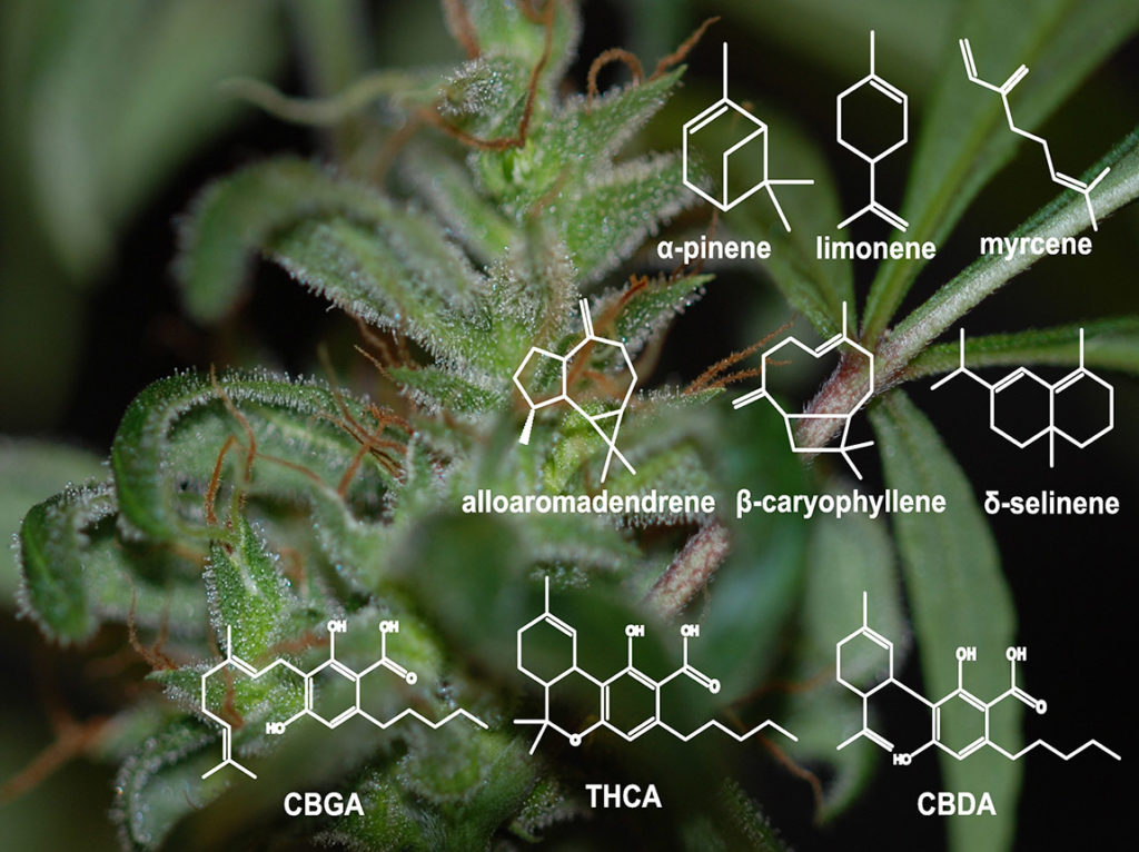 “Effetto entourage”: come i terpeni e i cannabinoidi vanno a braccetto