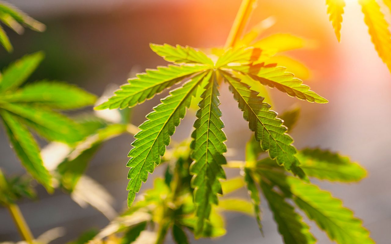 2019 e Cannabis Light: cominciamo a scrivere la storia