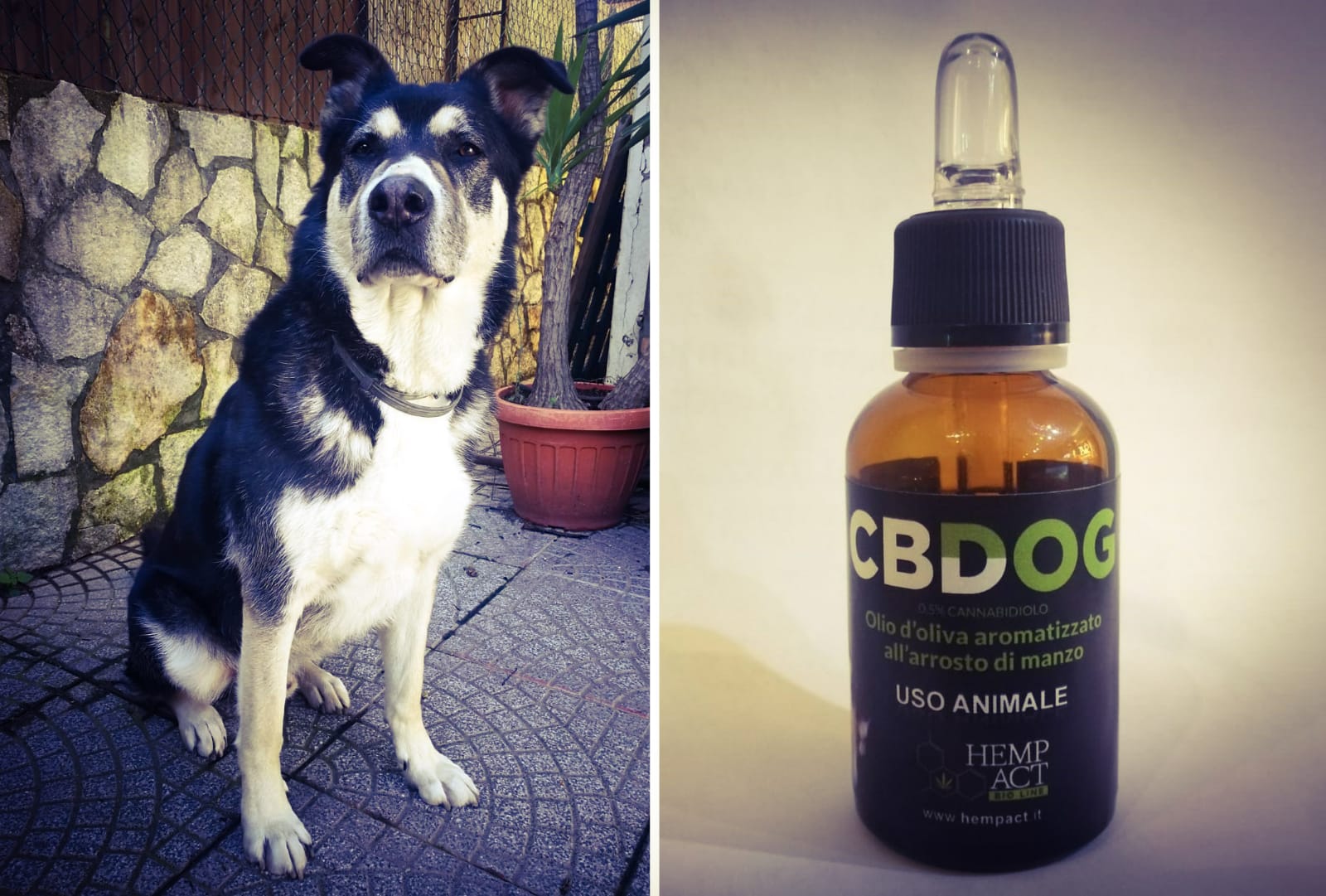 CBDOG, l’unico integratore alimentare al CBD per la salute dei tuoi animali